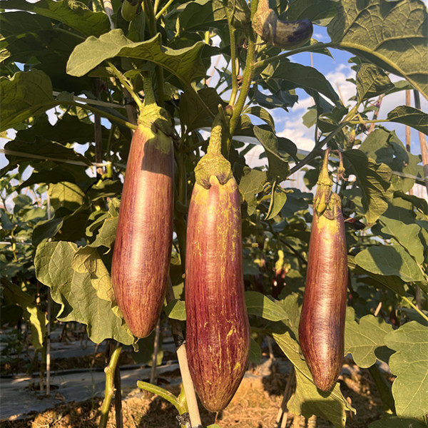 冰川糯茄子云南批特色餐厅酒店食材农家新鲜发烧烤缅甸5脆皮2包邮,淘宝优惠券,粉丝福利购,淘宝优惠卷