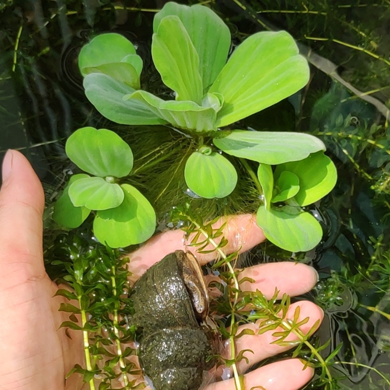 活体大田螺观赏宠物淡水锦鲤龙鱼缸吃粪便鱼龟垃圾除藻类清洁螺 - 图1