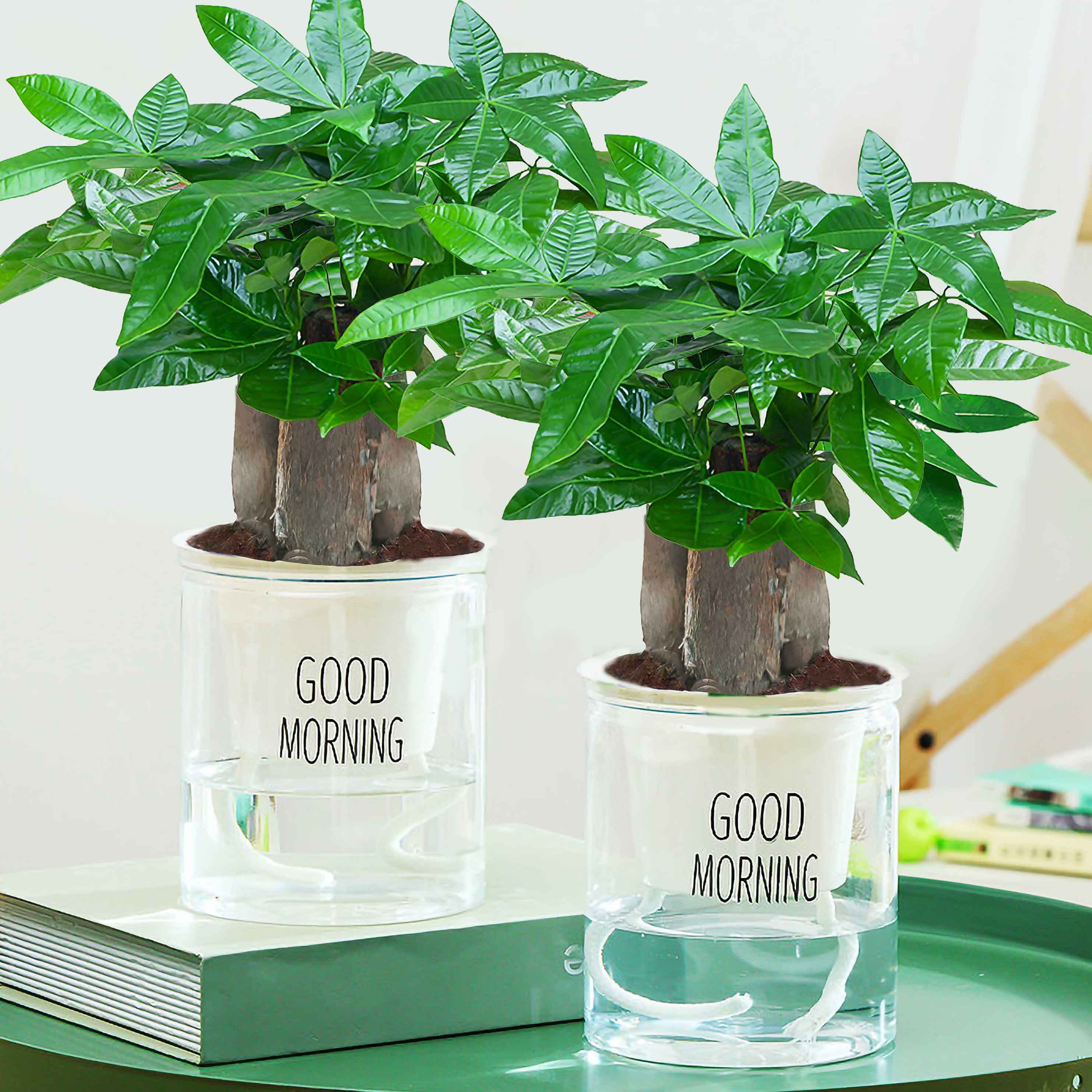 发财树盆栽植物室内办公室好养绿植水培小盆栽客厅大盆景四季常青