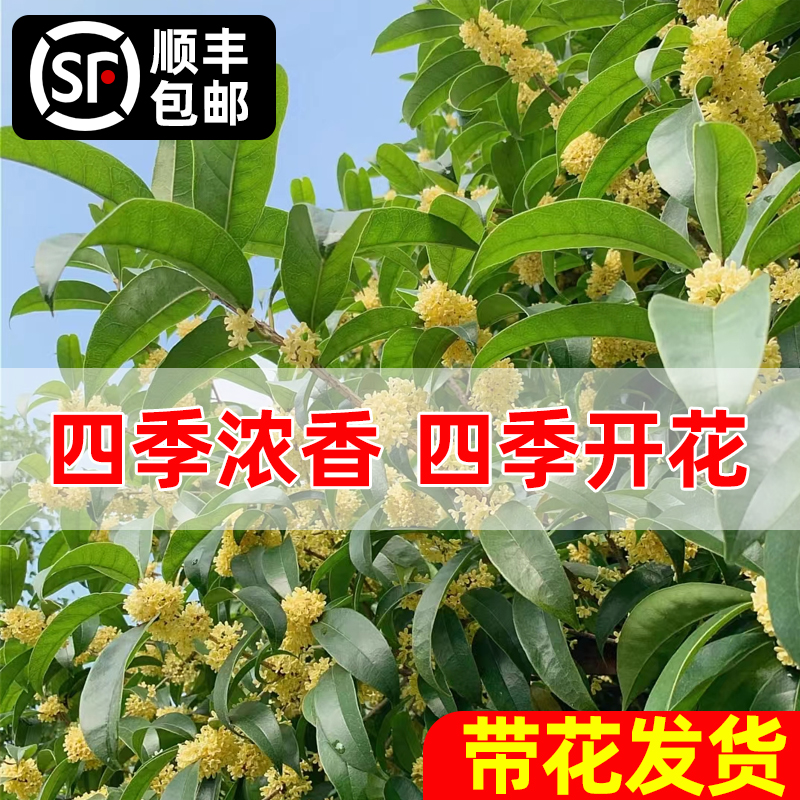 桂花树苗盆栽可食用金桂四季桂开花不断室内外阳台庭院浓香型花卉 - 图1