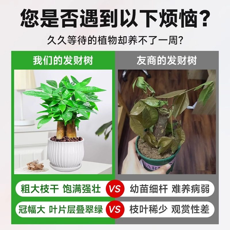 发财树小盆栽大绿植办公室内除甲醛花卉客厅好养旺宅植物桌面盆景,淘宝优惠券,粉丝福利购,淘宝优惠卷