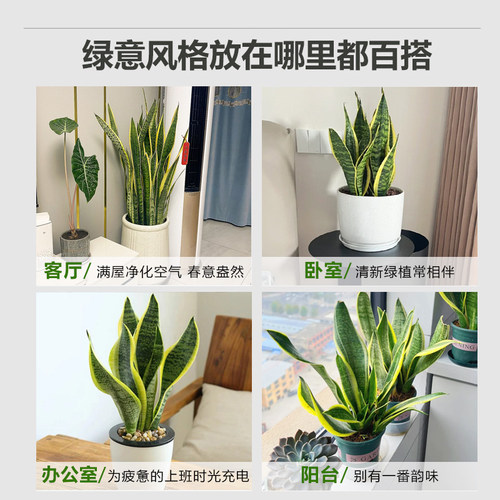 金边虎皮兰盆栽花卉多肉水培绿植物室内好养办公室四季常青虎尾兰 - 图2