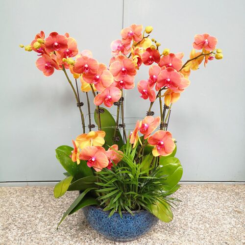 蝴蝶兰盆栽带花剑带花苞花苗兰花大苗客厅室内植物花卉四季好养活 - 图1