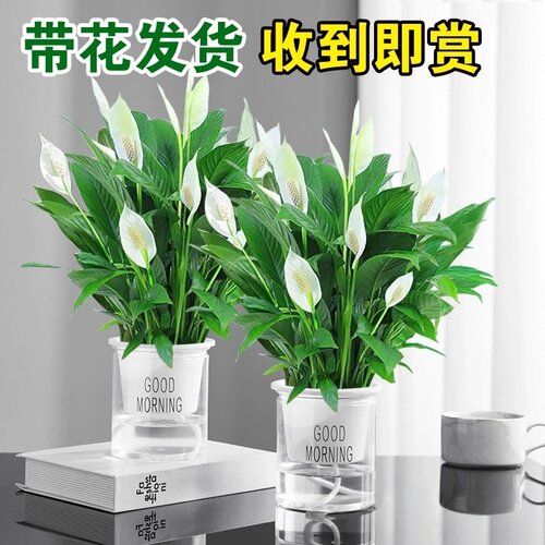 白掌盆栽一帆风顺绿萝花卉植物室内花水培红掌绿植发财树净化空气 - 图0
