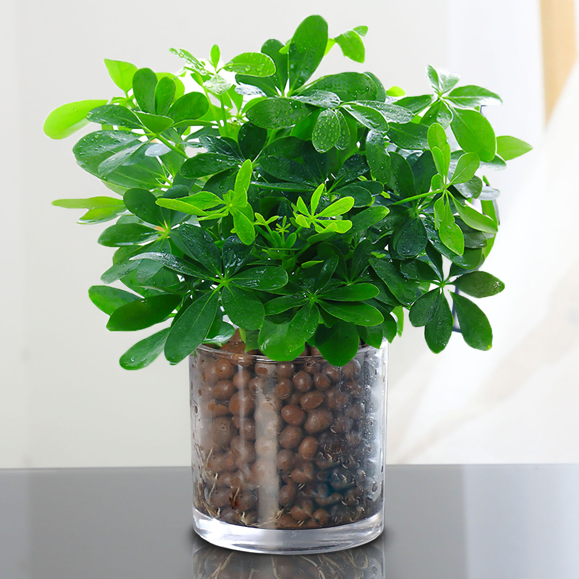 鸭脚木盆栽招财树水培植物八方来财七叶莲室内绿植花卉发财树水养