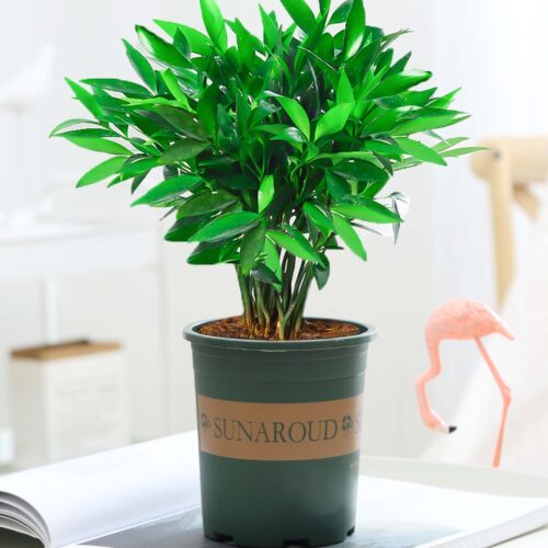 水培驱蚊竹柏盆栽花卉大全富贵竹水养植物驱蚊草室内客厅易活绿植 - 图1