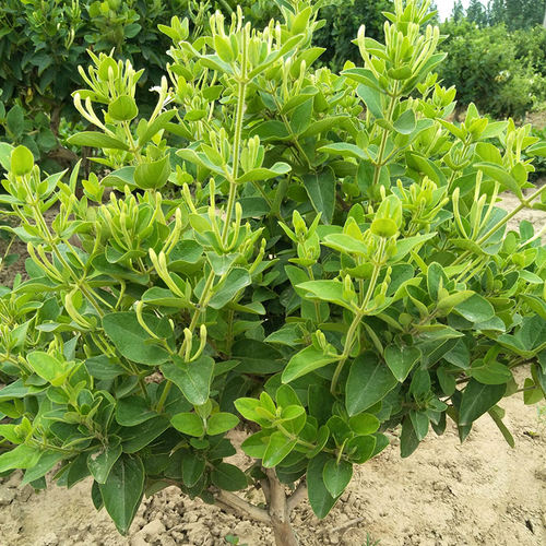 耐寒金银花树苗盆栽室内浓香花卉阳台庭院老桩爬藤绿植物 - 图0