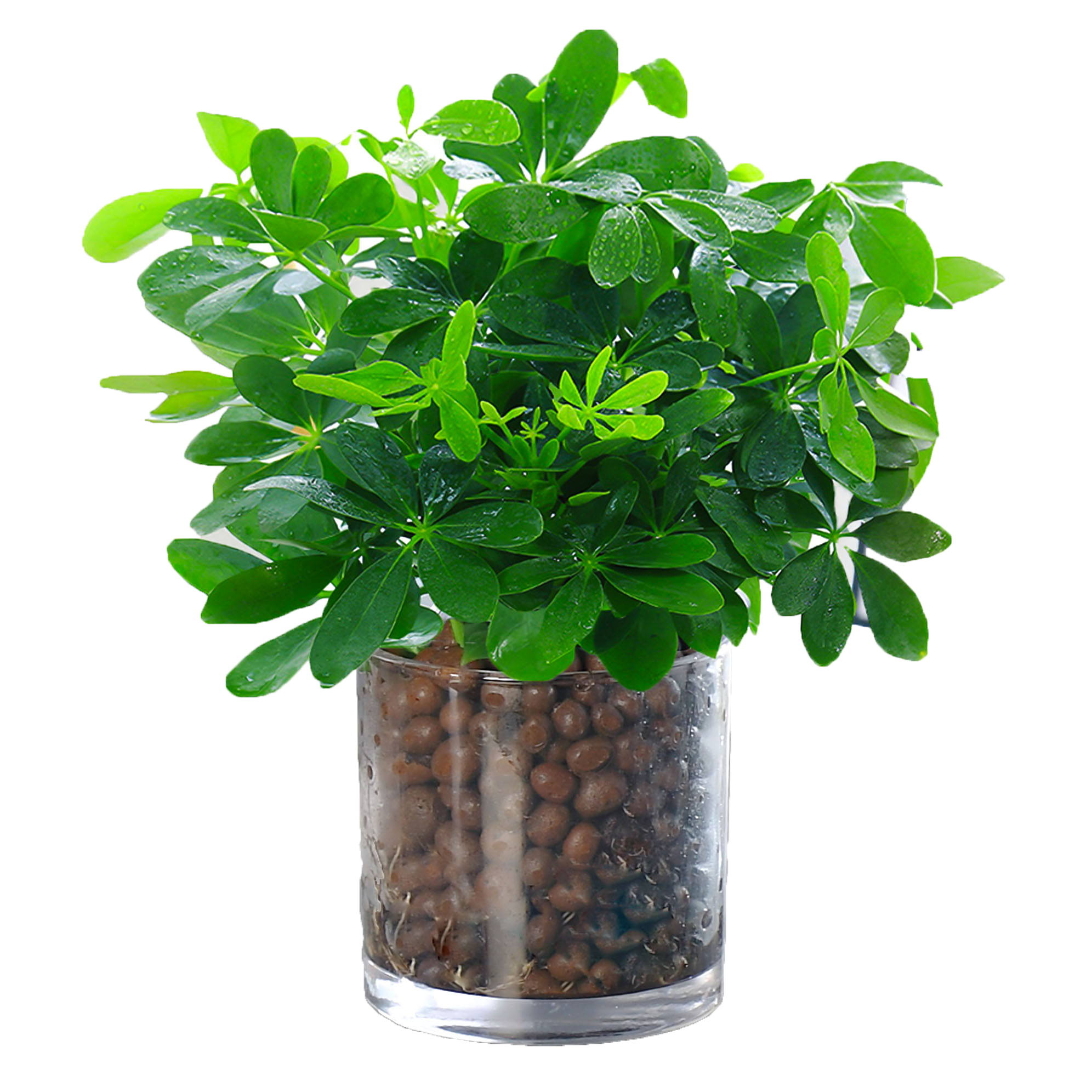 鸭脚木盆栽招财树水培植物八方来财七叶莲室内绿植花卉发财树水养