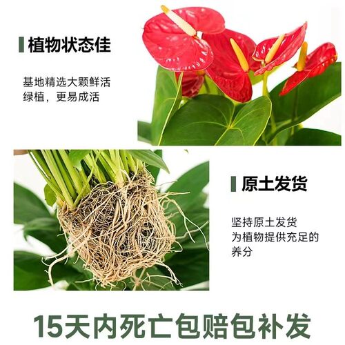 白掌盆栽一帆风顺绿萝花卉植物室内花水培红掌绿植发财树净化空气 - 图1