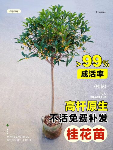 桂花树苗四季桂花卉盆栽八月桂花苗金桂大树室内好养开花丹桂庭院 - 图3