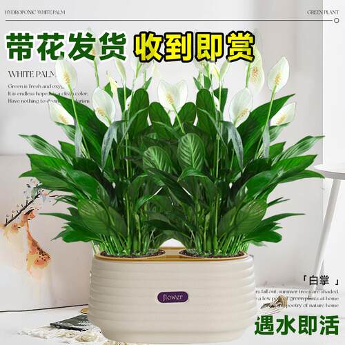 一帆风顺盆栽白掌绿植带花苞水培植物办公室内红掌花卉花好养易活 - 图1
