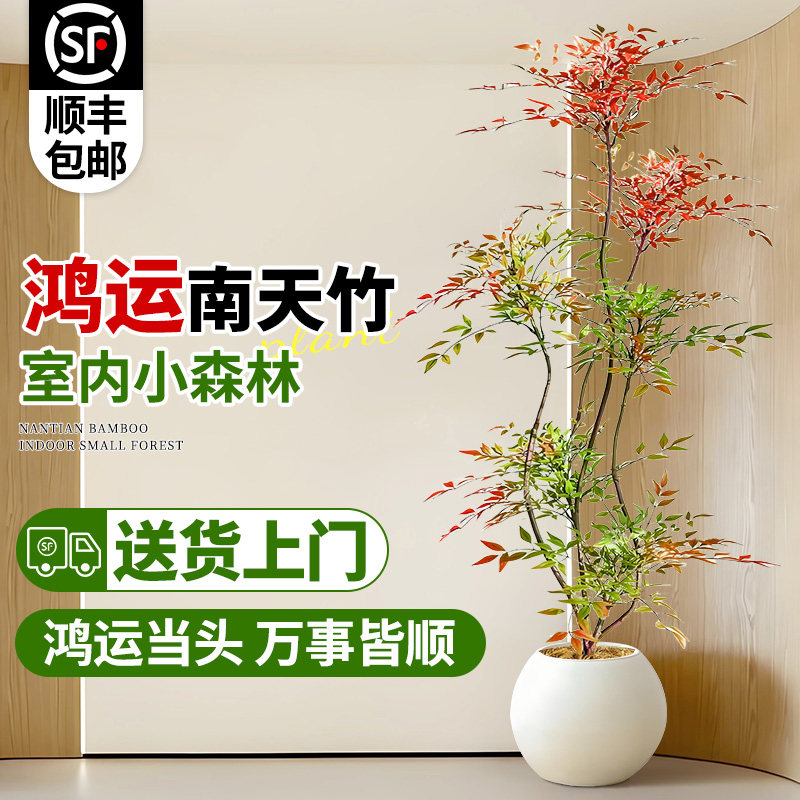 造型南天竹真树盆栽客厅大型绿植物办公室内火焰老桩好养四季常青,淘宝优惠券,粉丝福利购,淘宝优惠卷