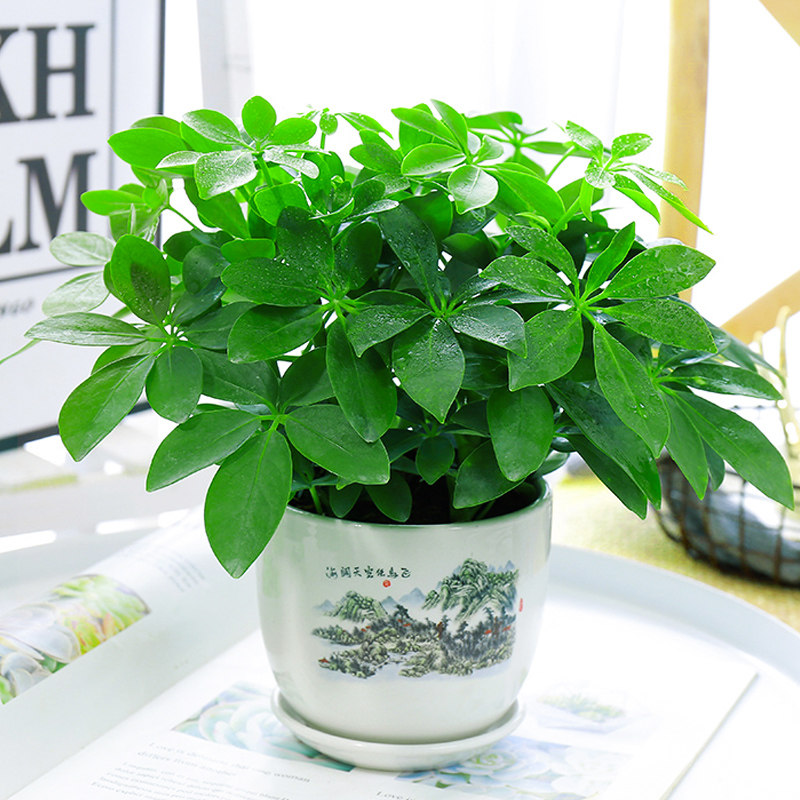 鸭脚木盆栽招财树水培植物八方来财七叶莲室内绿植花卉发财树水养