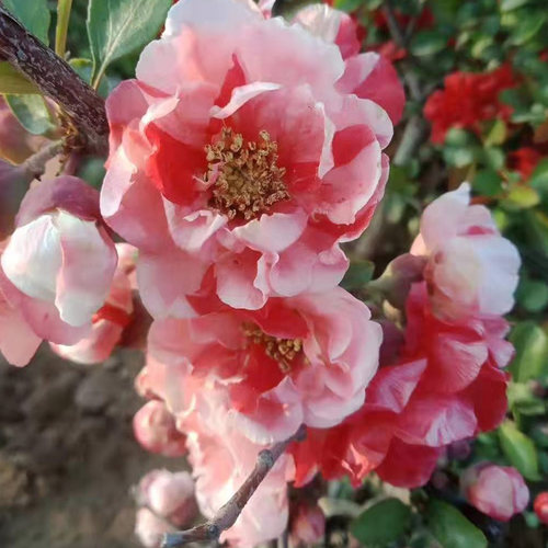海棠花盆栽树苗带花苞盆景重瓣老桩庭院绿植物室内开花卉好养 - 图2