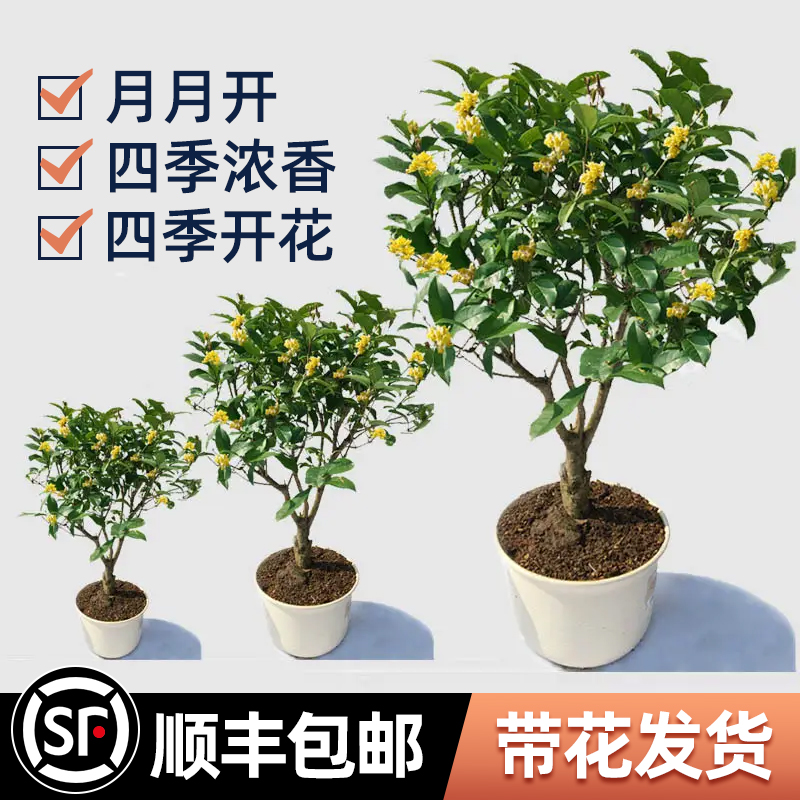 桂花树苗盆栽可食用金桂四季桂开花不断室内外阳台庭院浓香型花卉 - 图3