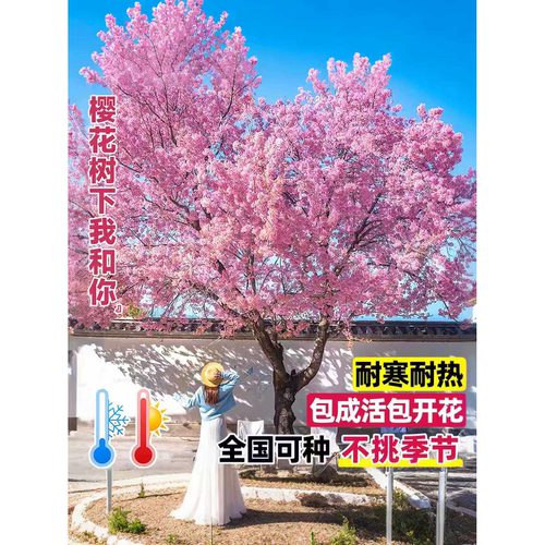 樱花树苗庭院大树日本晚樱南北方庭院种植花卉盆栽工程绿化风景树 - 图1