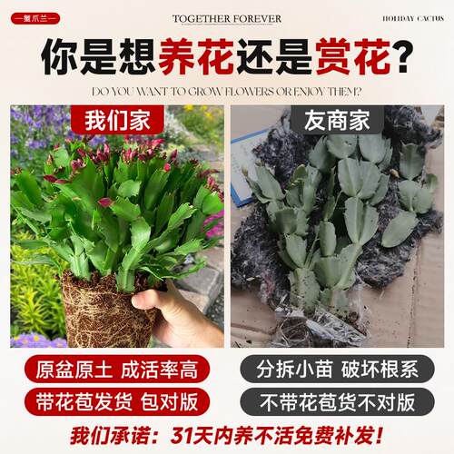 新品重瓣蟹爪兰盆栽带花苞耐寒花卉大全室内阳台植物易活四季开花 - 图0