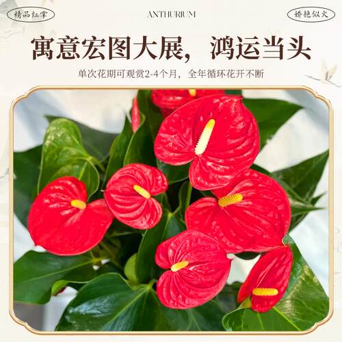 红掌盆栽带花大盆大叶四季开花卉绿植物鸿运当头室内客厅旺宅好养 - 图1