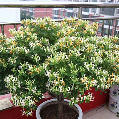 耐寒金银花树苗盆栽室内浓香花卉阳台庭院老桩爬藤绿植物 - 图1