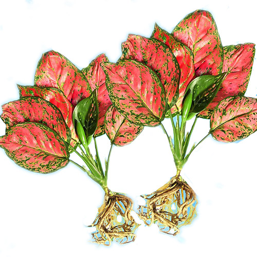 吉利红如意皇后水培植物花万年红鱼缸水养室内绿萝箩花卉易活盆栽 - 图3