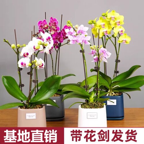 蝴蝶兰盆栽带花剑带花苞花苗兰花大苗客厅室内植物花卉四季好养活 - 图0