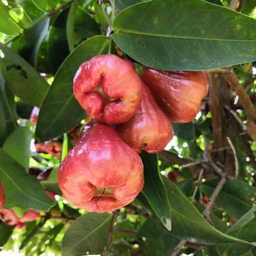 莲雾苗树苗台湾黑金刚莲雾嫁接苗大叶红南方种植地栽盆栽庭院种植 - 图0