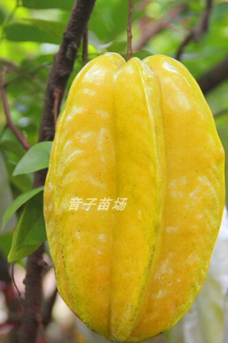 杨桃果树苗台湾四季甜脆红杨桃嫁接树苗南方种植地栽盆栽当年结果 - 图1