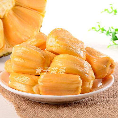 菠萝蜜苗树苗榴莲蜜泰国8号地盆栽嫁接马来西亚1号黄肉红肉果树苗 - 图1