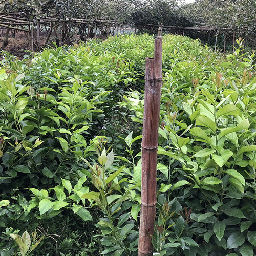 莲雾苗树苗台湾黑金刚莲雾嫁接苗大叶红南方种植地栽盆栽庭院种植 - 图1
