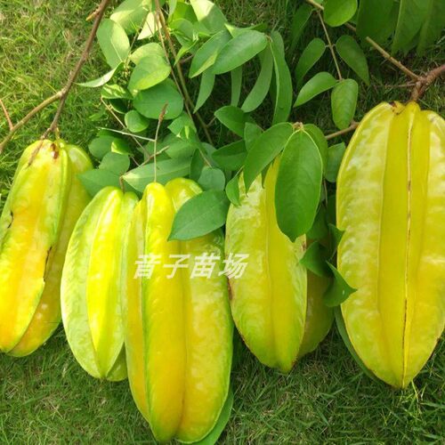 杨桃果树苗台湾四季甜脆红杨桃嫁接树苗南方种植地栽盆栽当年结果 - 图0