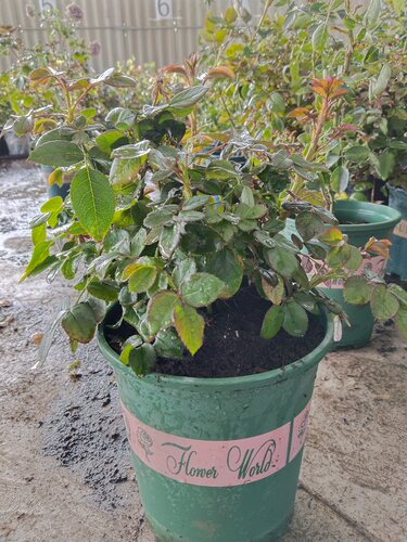 诺娃阳台中苗鲑红色微型欧月季盆栽玫瑰花苗花期长丰花勤花 - 图0
