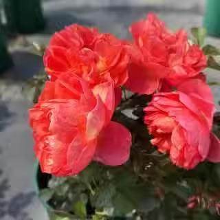 清棚特价 画沙果汁中苗不售后不包活不参加满五送慎拍 一加仑中苗,淘宝优惠券,粉丝福利购,淘宝优惠卷