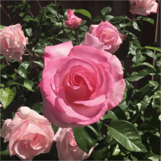 伟大世纪 粉色超大花 四季勤花阳台庭院植物盆栽仙女月季花苗,淘宝优惠券,粉丝福利购,淘宝优惠卷