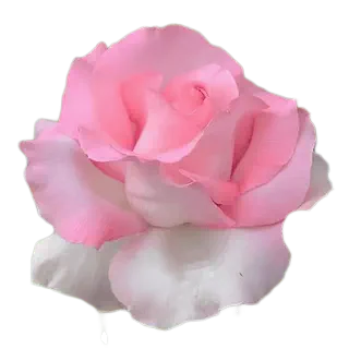 伟大世纪 粉色超大花 四季勤花阳台庭院植物盆栽仙女月季花苗,淘宝优惠券,粉丝福利购,淘宝优惠卷