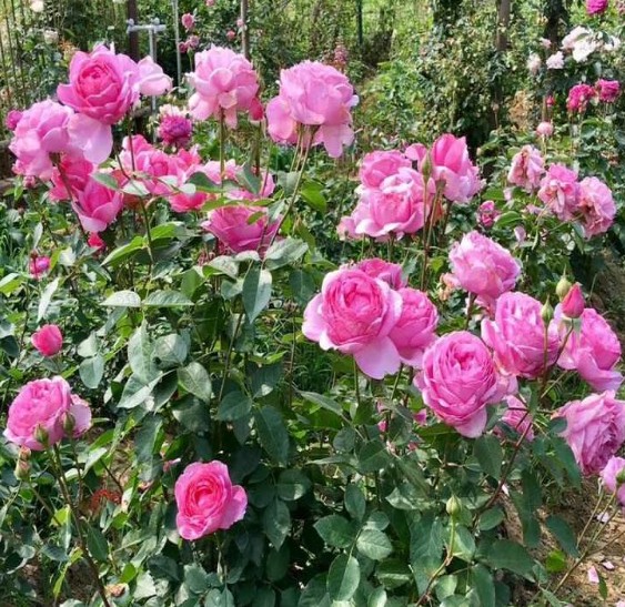 新浅樱桃小苗浓香扦插栽好绿植盆栽花卉庭院阳台月季花苗 - 图2