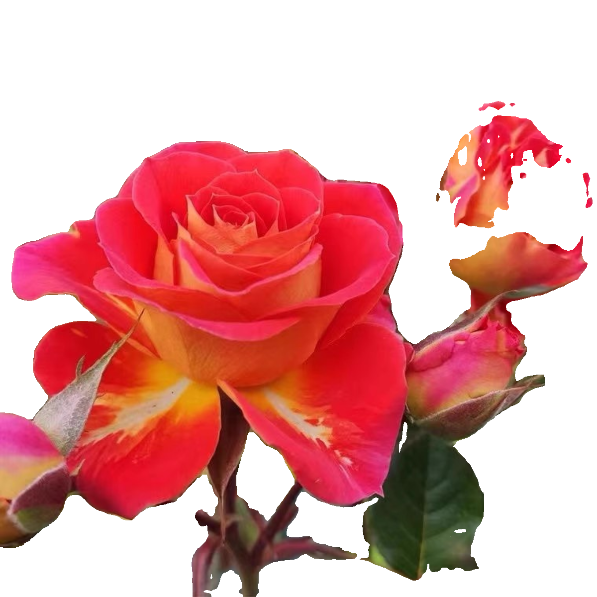 双鱼座小苗 微型月季花苗星座二乔阳台庭院丰花双色多季开花玫瑰,淘宝优惠券,粉丝福利购,淘宝优惠卷