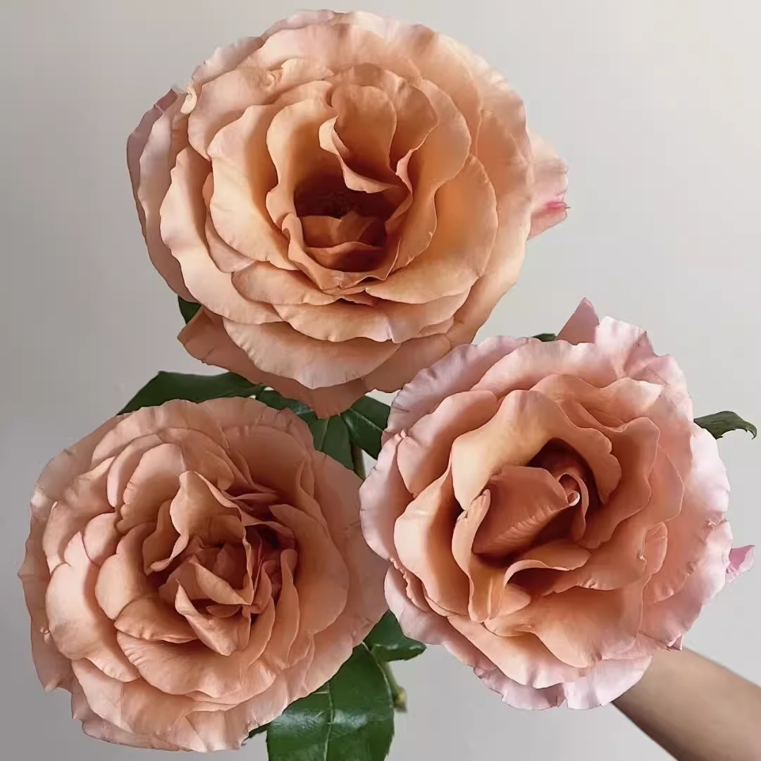 莫泊 新品厄瓜多尔玫瑰 云南切花月季小苗 长势快抗病好 阳台庭院 - 图2