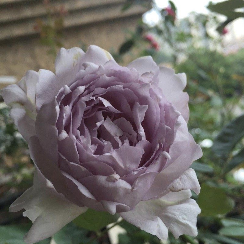 路西法 日本月季 河本天堂系列 大花浓香 重瓣 庭院或阳台或楼顶,淘宝优惠券,粉丝福利购,淘宝优惠卷