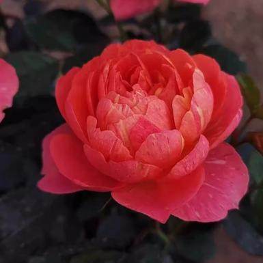 清棚特价 画沙果汁中苗不售后不包活不参加满五送慎拍 一加仑中苗,淘宝优惠券,粉丝福利购,淘宝优惠卷