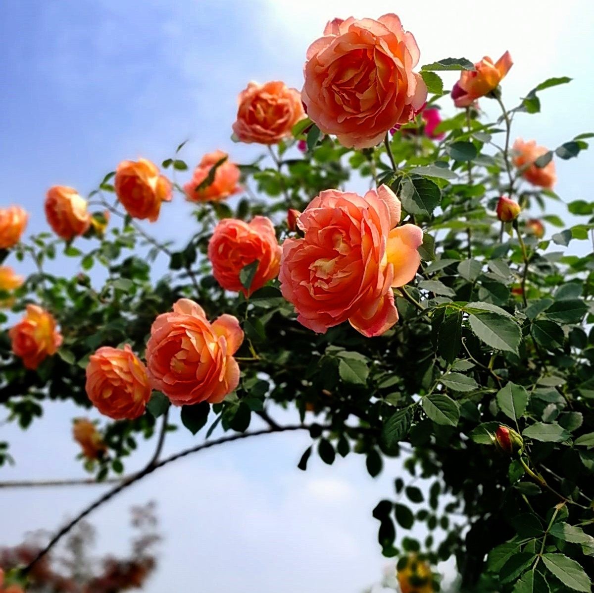 夏洛特夫人一加仑中苗月季花苗爬藤大花浓香四藤本蔷薇植物庭院玫,淘宝优惠券,粉丝福利购,淘宝优惠卷