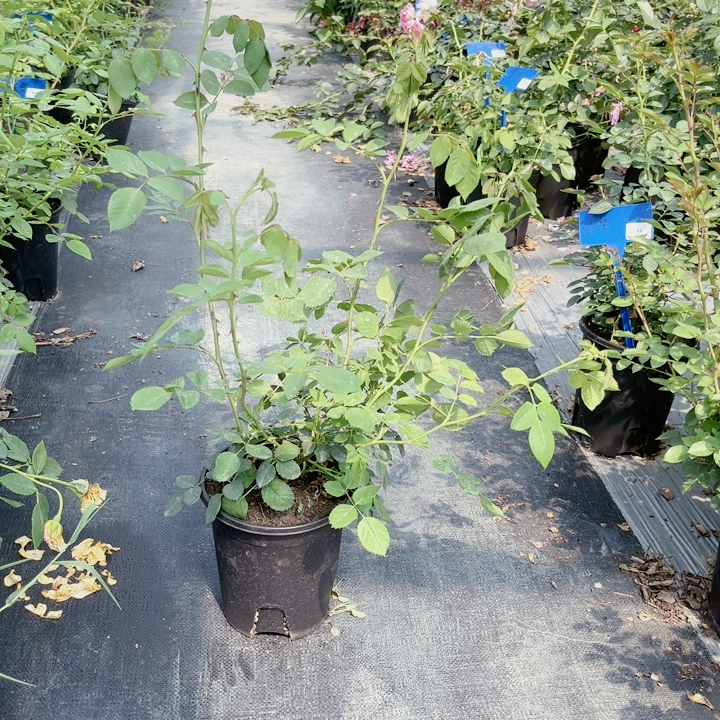 黄金庆典中苗  藤本月季 多季开花特大花浓香爬藤植物玫瑰花盆栽,淘宝优惠券,粉丝福利购,淘宝优惠卷