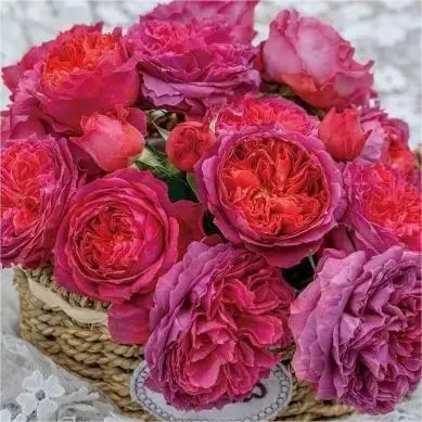 朱小碗中苗月季 灌木耐热四季勤花抗病包子型阳台庭院玫瑰,淘宝优惠券,粉丝福利购,淘宝优惠卷