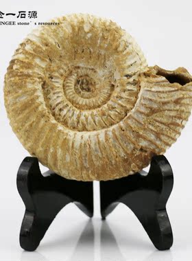 天然巴甫洛夫菊石海螺古生物化石原石教学标本百搭软装修桌面摆件