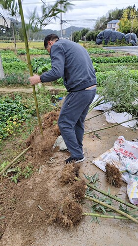 浙江杭州临安雷竹发源地原产地中国雷竹之乡细叶乌头雷竹苗， - 图1