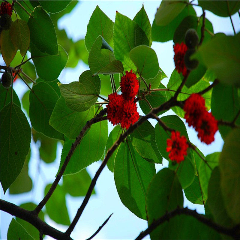 楮桃花图片,楮桃子树学名叫什么,褚桃树百科(第4页)_大山谷图库