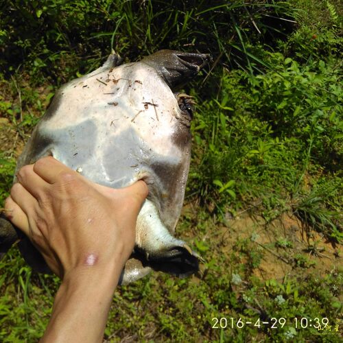 山河星水库老鳖野鳖黑花活甲鱼黄花甲鱼水鱼团鱼闽三明清流九龙湖 - 图3