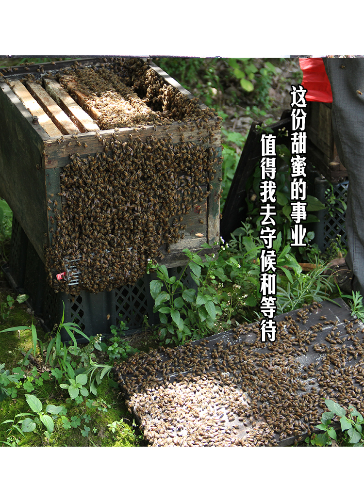 可食用蜂蜡天然土蜂蜡纯正diy唇膏口红密封酒瓶蜜蜡养蜂诱蜂木用-图3