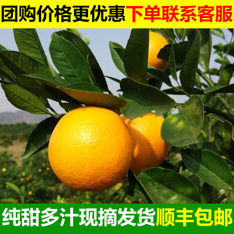 永兴冰糖橙新鲜水果橙子10斤大果包邮当季纯甜橙子湖南冰糖橙甜橙,淘宝优惠券,粉丝福利购,淘宝优惠卷