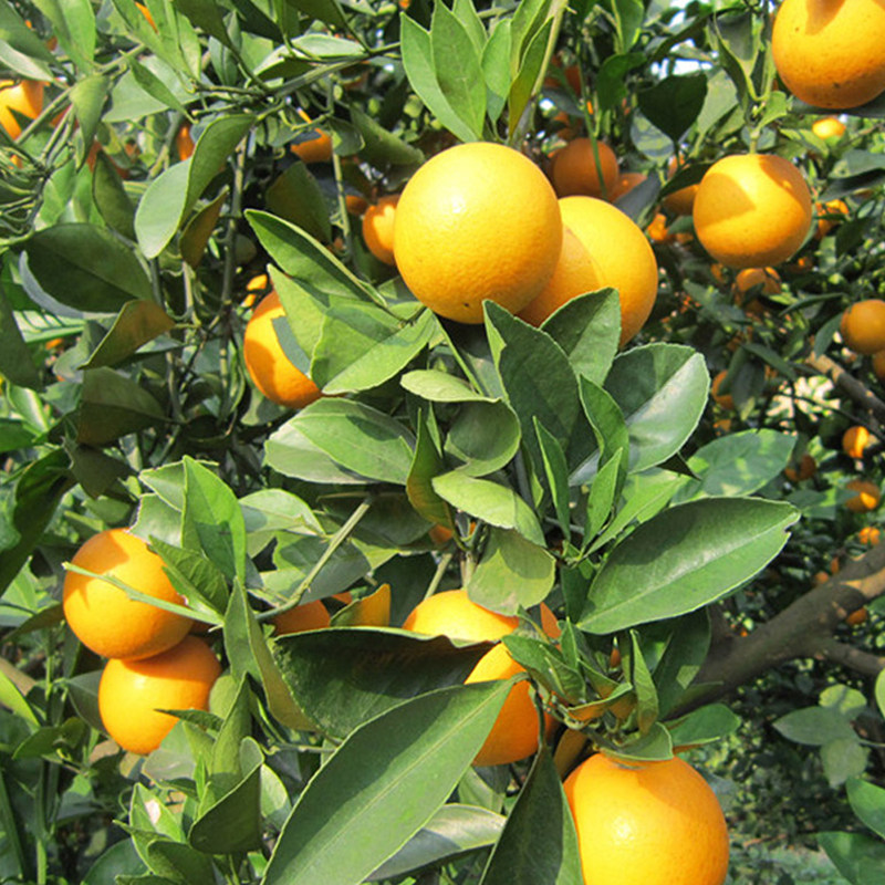 永兴冰糖橙新鲜水果橙子10斤大果包邮当季纯甜橙子湖南冰糖橙甜橙,淘宝优惠券,粉丝福利购,淘宝优惠卷