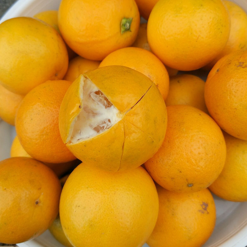 永兴冰糖橙新鲜水果橙子10斤大果包邮当季纯甜橙子湖南冰糖橙甜橙,淘宝优惠券,粉丝福利购,淘宝优惠卷